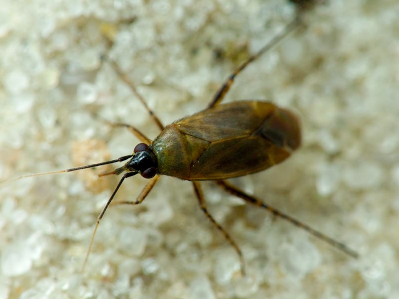 Plagiognathus arbustorum (Fabricius, 1794)